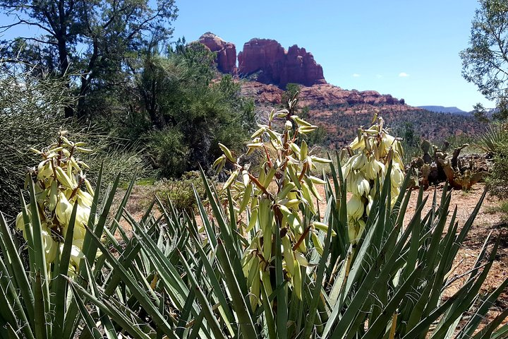 Sedona in bloom